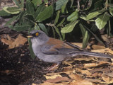 A Yellow-Eyed Junco  Junco Phseonotus  Madera Canyon  Arizona  USA