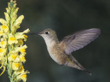 Female Broad-Tailed Hummingbird  Selasphorus Platycercus  Feeding at a Flower  North America