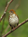 Wood Thrush  Hylocichla Mustelina  Eastern North America