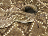 South American Rattlesnake    Crotalus Durissus Terrificus  Adult  South America