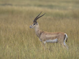 Buck Grant's Gazella  Gazella Granti  Kenya  Africa