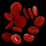 Red Blood Cells or Erythrocytes Showing their Flattened and Biconcave Shape