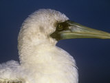 Head of a Third-Year Masked Booby  Sula Dactylatra