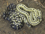 Color Variation in California King Snakes  Lampropeltis Getulus  California  USA
