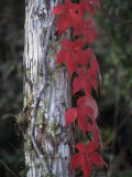 Fall Virginia Creeper Vine Growing Up a Tree Trunk  Parthenocissus Quinquefolia  North America