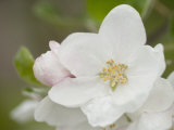 Apple Blossom in the Spring