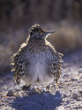 Roadrunner Sunbathing  Geococcyx Californianus  Western North America