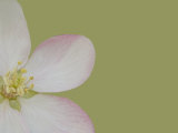 Apple Blossom