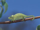 Jackson's Chameleon  Chamaeleo Jacksonii  Walking Along a Branch Near Mt Kenya Np  Kenya  Africa