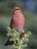 Pine Grosbeak (Pinicola Enucleator)  Alaska  USA