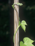 Twining Stem of a Morning Glory Plant  an Example of Thigmotropism (Ipomoea Purpurea)