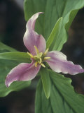 Western Trillium  Trillium Ovatum  Liliaceae  Western North America