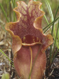 Purple Pitcher Plant Showing Hairs on the Inside of the Leaf  Sarracenia Purpurea  North America