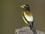 A Male Evening Grosbeak  Coccothraustes Vespertinus  Eastern USA