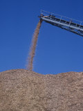 Wood Chips for Making Paper