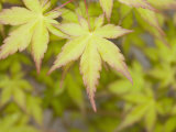 Japanese Maple Leaf