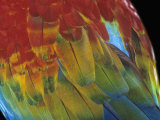 Scarlet Macaw Feathers  Ara Macao  Amazonas  Brazil  South America