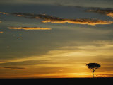 Acacia Tree Silhouetted at Sunrise  Masai Mara  Kenya