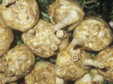 Celeriac  Celery Root (Apium Graveolens Var Rapaceum) Native to Western  Southern Europe