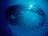 School of Blackfin Barracuda (Sphyraena Qenie) Pacific Ocean