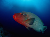 Humpback Wrasse (Cheilinus Undulatus)  Indian Ocean