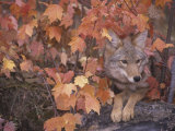 Coyote Hunting from a Sheltered Site Among Fall Leaves (Canis Latrans)  North America