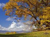 Single Tree and Distant Southern Appalachian Mountains in the Fall  North Carolina  USA