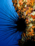 Long-Spined Sea Urchin (Diadema Paucispinum) Among Encrusting Red Sponges  Hawaii  USA