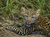 African Leopard Cub  Panthera Pardus  Masai Mara Game Reserve  Kenya  Africa