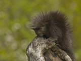Common Porcupine Juvenile  Erethizon Dorsatum  North America