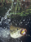 Largemouth Bass  Surface Lure