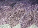 Sand Dollars (Dendraster Excentricus)  Eastern Pacific Ocean