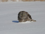 Great Gray Owl (Strix Nebulosa) Hunting