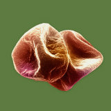 Grass Pollen Grains