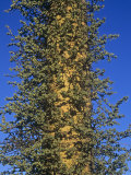 Boojum or Cirio Tree  Idria Columnaris  Baja California  Mexico