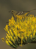 Female Scott's Oriole on Agave Blossom (Icterus Parisorum)  Western North America