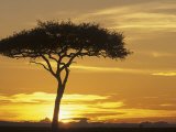 Acacia Tree Silhouetted at Twilight on the Savanna  Kenya  Africa
