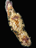 Nudibranch