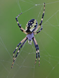 Black and Yellow Argiope  Argiope Aurantia in Web  Wisconsin