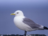 Black-Legged Kittiwake  Rissa Tridactyla  Pribilof Islands  Alaska  USA