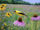 American Goldfinch on a Coneflower (Carduelis Tristis)  Eastern USA