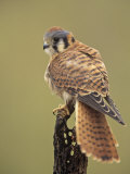 Female American Kestrel  Falco Sparverius  North America