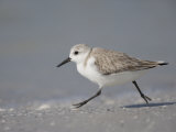 Sanderling  Calidris Alba  De Soto Park Beach  Florida  USA