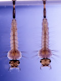 Larvae of the Summer Mosquito (Aedes Atlanticus)