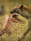 Spotted Hyena  Crocuta Crocuta  Carrying a Skeleton from a Kill  East Africa