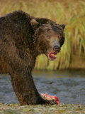 Brown Bear Feeding on Salmon  Katmai National Park  Alaska  USA