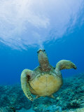 Green Sea Turtle Swimming (Chelonia Mydas)  Marshall Islands  Pacific Ocean