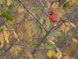 Northern Cardinal (Cardinalis Cardinalis) Male