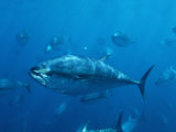 Pacific Bluefin Tuna (Thunnus Thynnus) Schooling  Mexico
