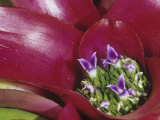 Close-Up of a Bromeliad Flower (Neoregalia Carolinae)